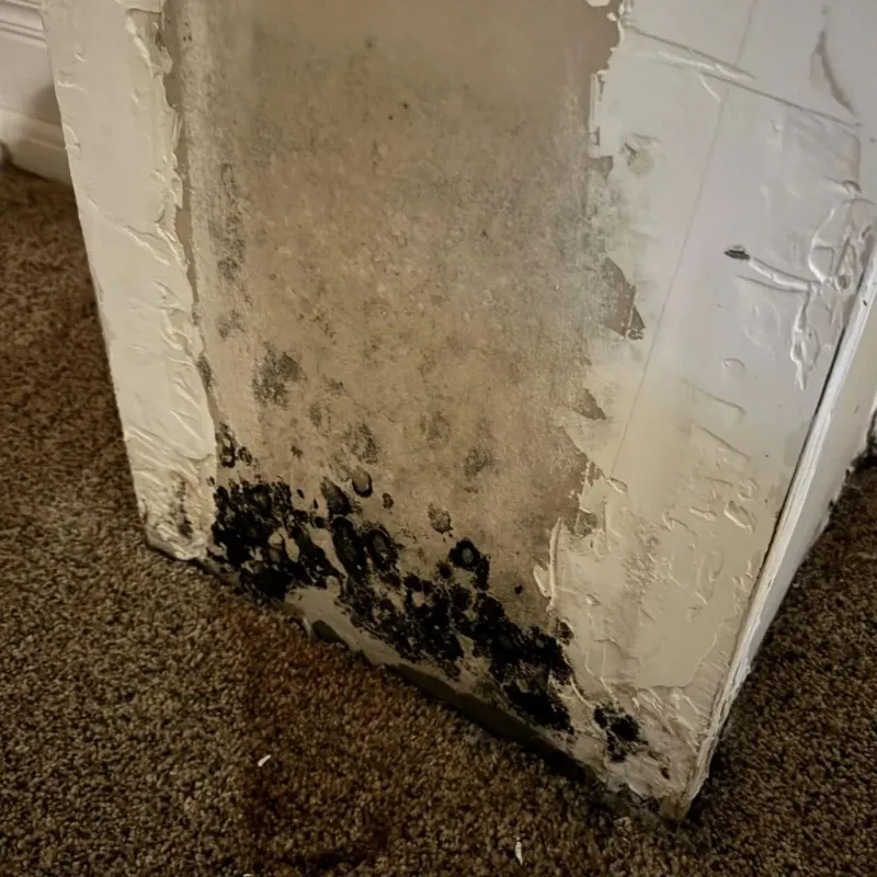 Professional Mold Removal in Madison County, IL